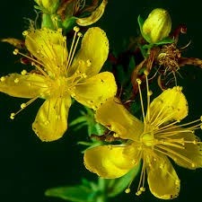 Bacopa-Monnieri