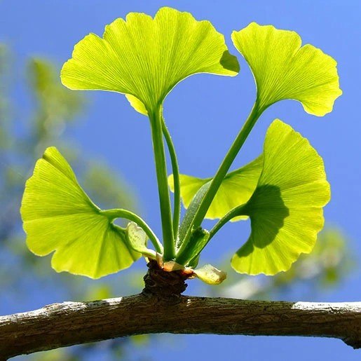 Ginkgo-Biloba-Leaf