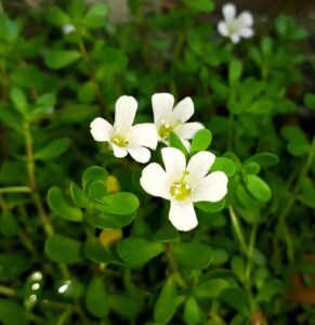 St.-Johns-Wort-Extract